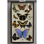 Collection of cased tropical butterflies