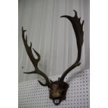 Set of vintage, mounted, fallow deer antlers