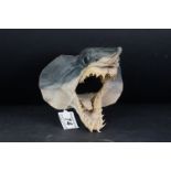 Taxidermy - Mako Shark Head with wide open mouth, 16cms deep