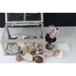 A collection of seashells contained within a glass terrarium.