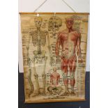 A large hanging educational poster of the human skeleton and muscular form.