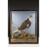 A taxidermy Dove / Pigeon contained within a glass display case.