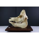 Large mounted boar skull