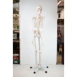 A full size medical students skeleton on rolling stand.