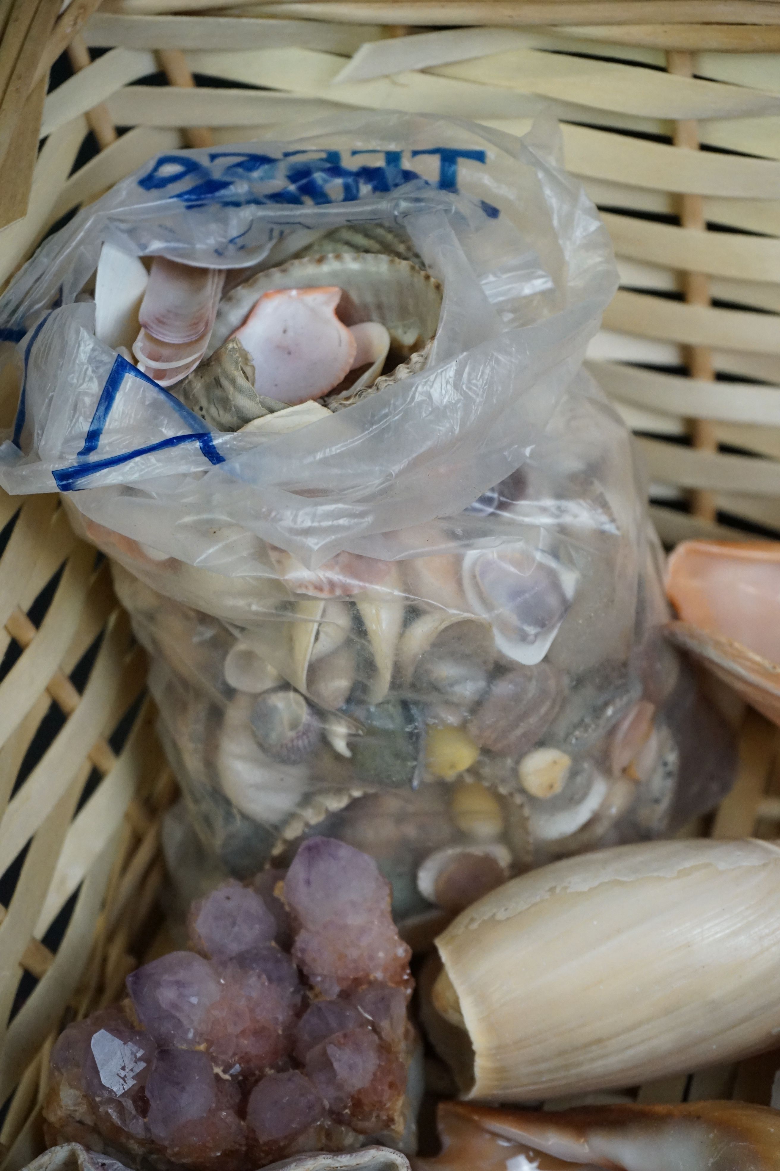 Collection of exotic sea shells - Image 3 of 5