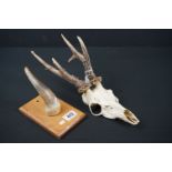 Roe Deer Skull and Antlers together with a Cow Horn mounted on wooden plinth