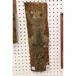 Taxidermy Grey Squirrel mounted climbing a section of tree, 48cm high