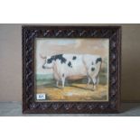 Carved oak framed oil painting, provincial study of a rare breed bull