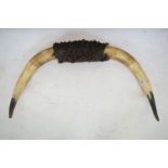 Taxidermy - Pair of Buffalo Horns, 77cm wide