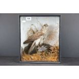 Taxidermy Kestrel holding a small bird in it's talons cased in a naturalistic setting, 38cm x 32cm