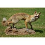 Taxidermy Fox stool on a naturalistic base, 92cm long