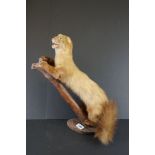 Taxidermy Ferret stood on a Tree Branch, 48cm high