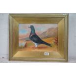 Oil painting of a pigeon in a highland landscape in gilt frame and slip