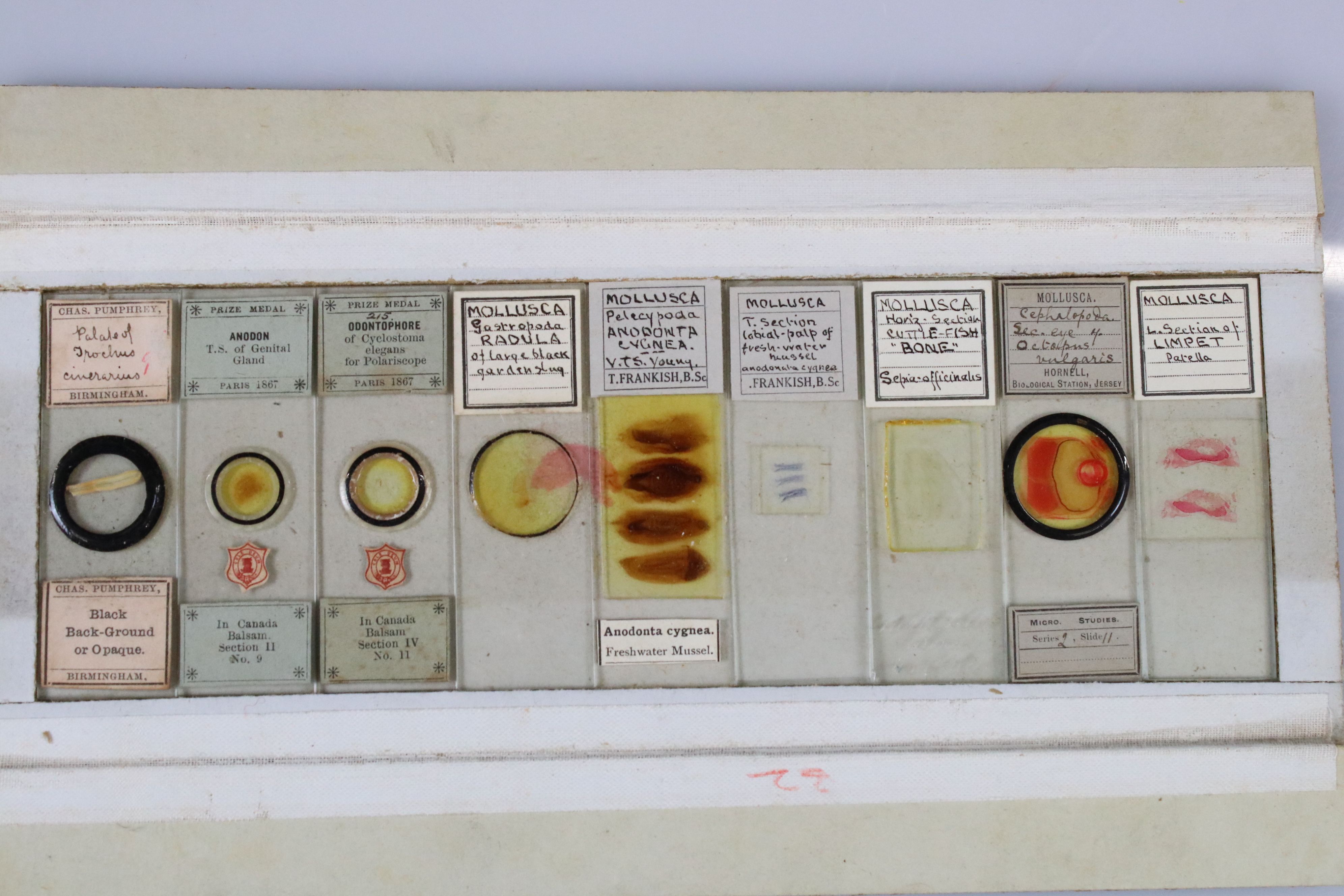 Olive wood coin collectors cabinet, together with a selection of vintage scientific slides - Image 9 of 11