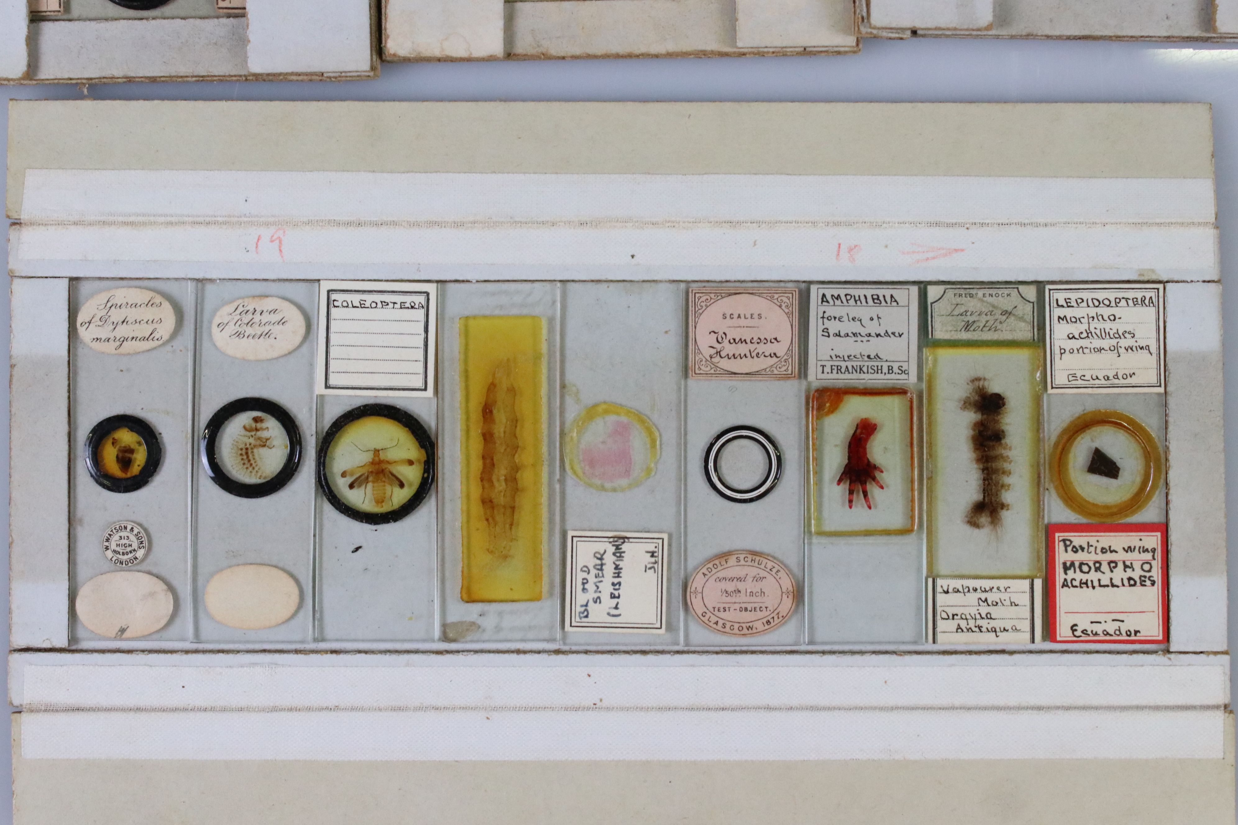 Olive wood coin collectors cabinet, together with a selection of vintage scientific slides - Image 6 of 11