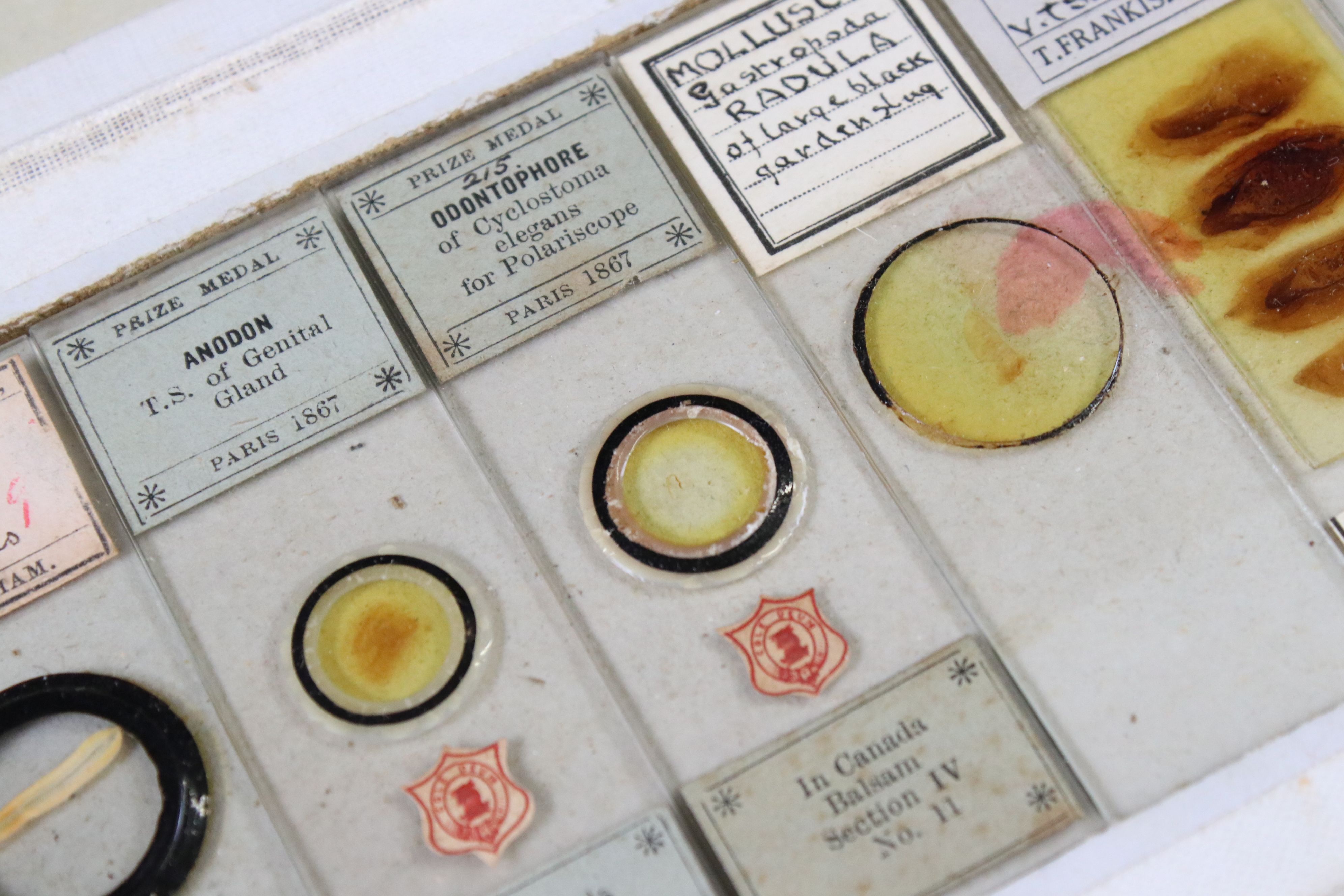 Olive wood coin collectors cabinet, together with a selection of vintage scientific slides - Image 10 of 11