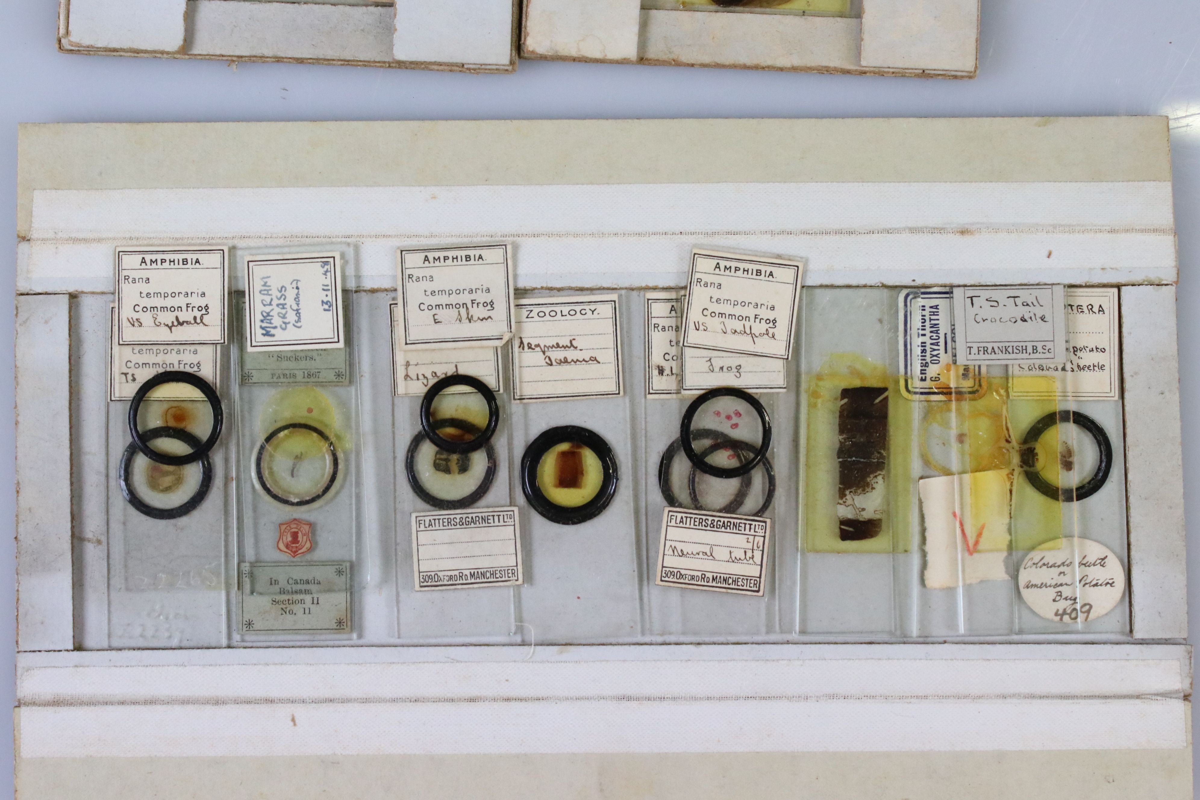 Olive wood coin collectors cabinet, together with a selection of vintage scientific slides - Image 7 of 11