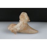 A large prehistoric dinosaur tooth, measures approx 7cm in length.