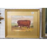 Oil painting study of a Hereford Bull in a landscape