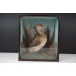 Taxidermy - An antique ebonised and glazed taxidermy case displaying a Grebe in a naturalistic