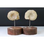 Pair of ammonite fossils mounted on wooden stands, approx 20.5cm high, ammonites approx 10cm across