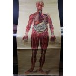 J Teck Anatomical Poster for the St John's Ambulance showing General Anatomy No.1 dated 1942
