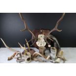 Set of Ten Point Stag Antlers with skull mounted on a wooden plinth together with various other