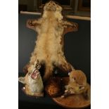 Taxidermy - Fox Cub on Wooden Plinth, Two Fox Masks, Pheasant Head on Wooden Plinth and a Pole