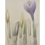 M BAKER (British 20th Century) Crocus, Pencil with colour, Signed titled and dated 1982 to mount,