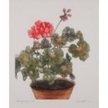 June HICKS (British b. 1935) Pelargoniums, Coloured etching, Signed, titled and numbered 3/25 in