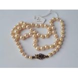 A single string of pearls with 9ct pearl and sapphire clasp