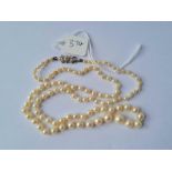 A good single string of pearls with 9ct white gold clasp 13.5g inc