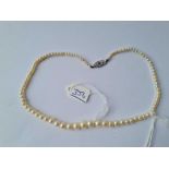 A graduated pearl necklace with 9ct white gold and sapphire clasp
