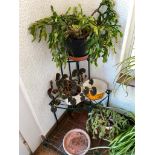 Various Christmas Cactus on a plant stand