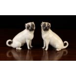 A Pair of Meissen Pug Dogs.