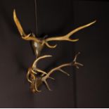 Two Pairs of Stag's Antlers mounted onto carved wooden trophy head wall mounts,