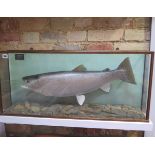 A taxidermy Rainbow Trout caught by Henry Lowe in Grafham 10Ibs 1oz 29th October 1990 in a display