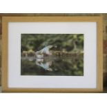 An unsigned lovely photographic print of a Kingfisher and its reflection, frame size 44cm x 34cm,