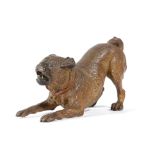 AN AUSTRIAN COLD PAINTED BRONZE MODEL OF A PUG DOG LATE 19TH / EARLY 20TH CENTURY 11.8cm long