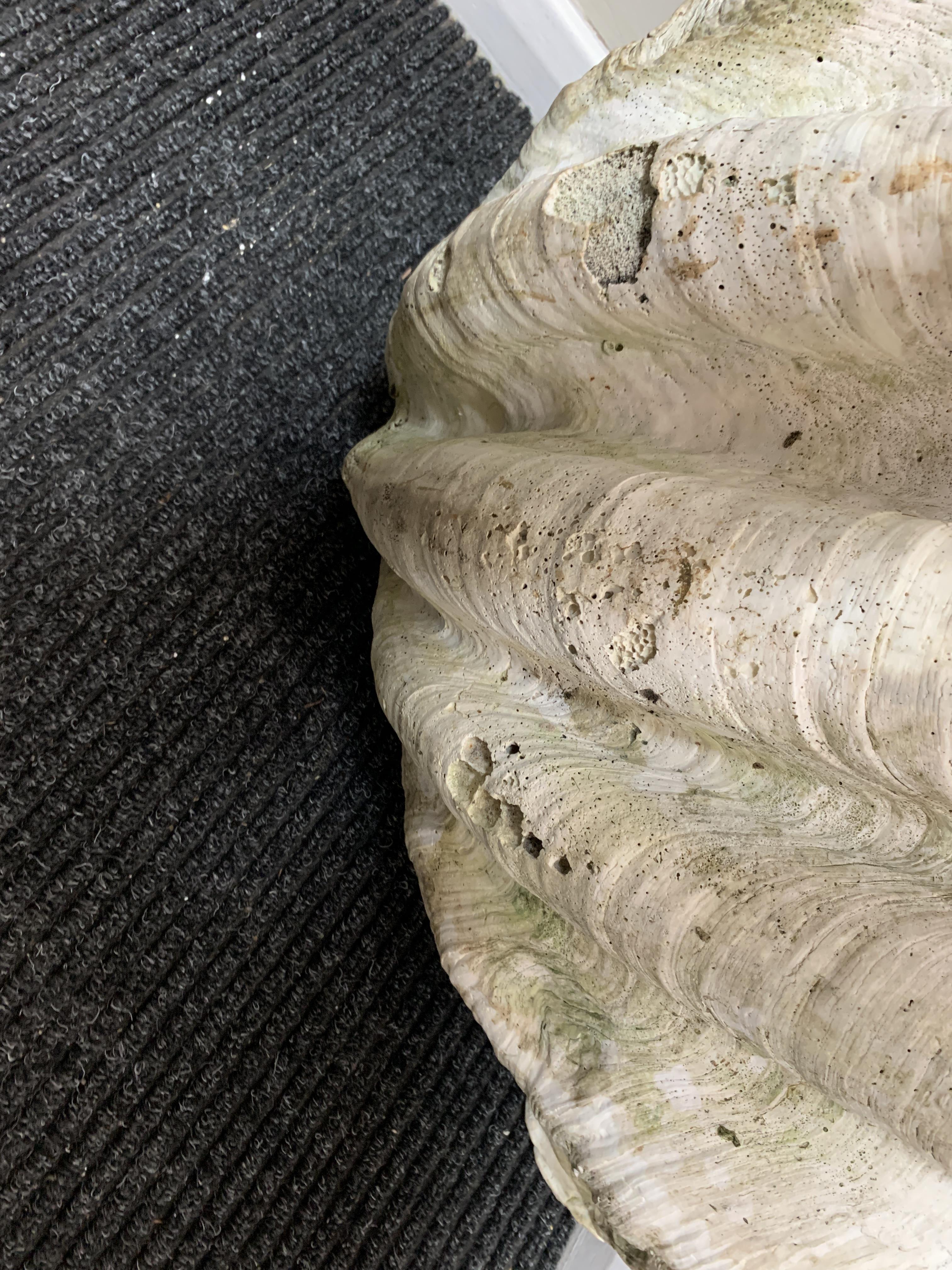 A LARGE PAIR OF GIANT CLAM SHELLS (TRICADNA GIGAS), PROBABLY 19TH CENTURY with a weathered finish ( - Image 12 of 14