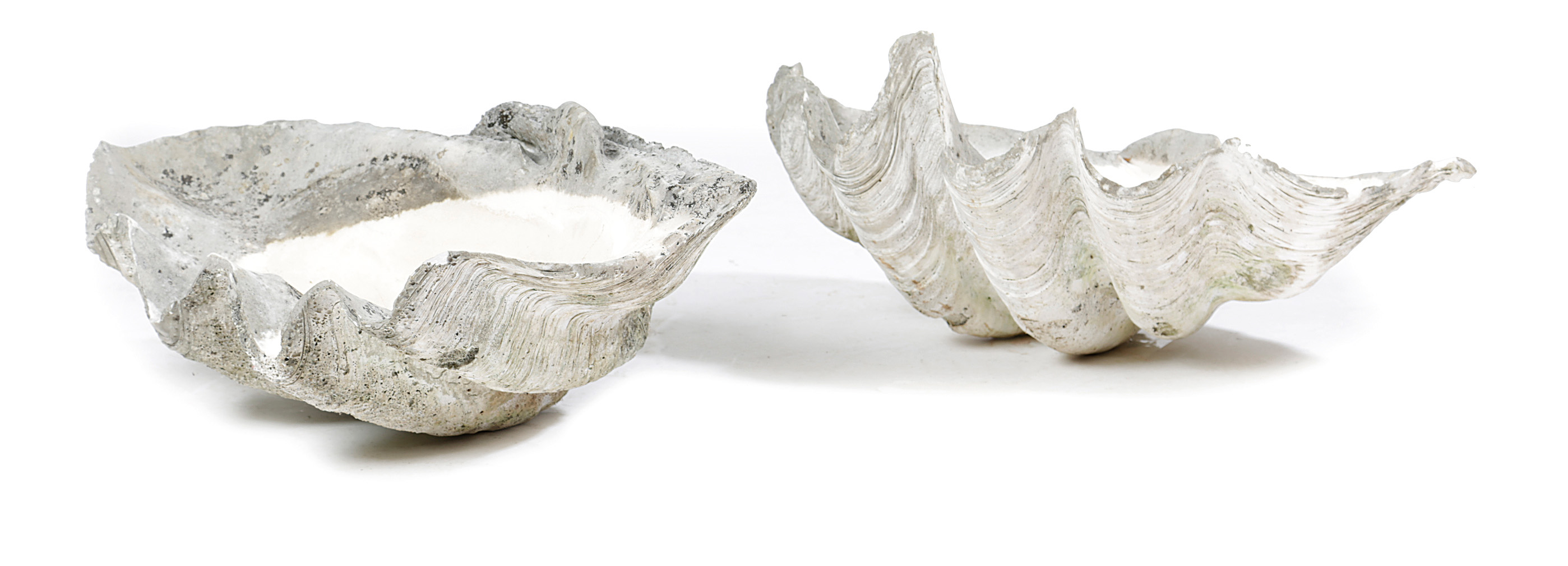 A LARGE PAIR OF GIANT CLAM SHELLS (TRICADNA GIGAS), PROBABLY 19TH CENTURY with a weathered finish (
