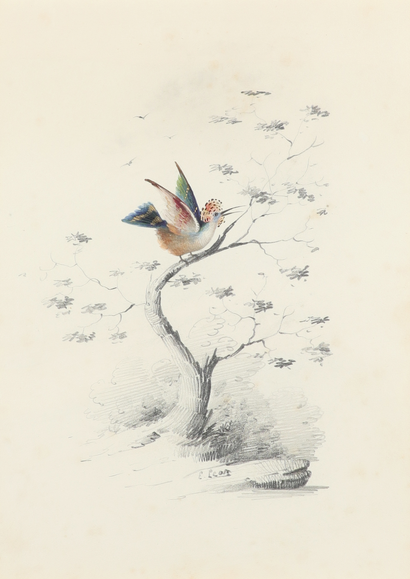 Edward Lear (1812-1888) Crested bird on a branch Signed E.Lear (lower centre) Pencil and