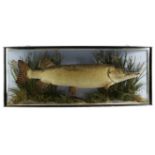 TAXIDERMY. A PRESERVED PIKE ATTRIBUTED TO COOPER, EARLY 20TH CENTURY mounted in a naturalistic