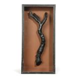 Î» A RARE BLACK CORAL SPECIMEN mounted in a glazed ebonised case, with a brass suspension ring