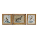 THREE BIRD FEATHER PICTURES 19TH CENTURY on watercolour backgrounds, including; a grouse, in maple