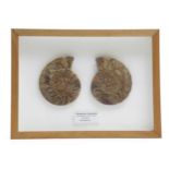 A CLEONICERAS AMMONITE MADAGASCAR, JURASSIC PERIOD 150 MILLION YEARS OLD sliced into two sections,