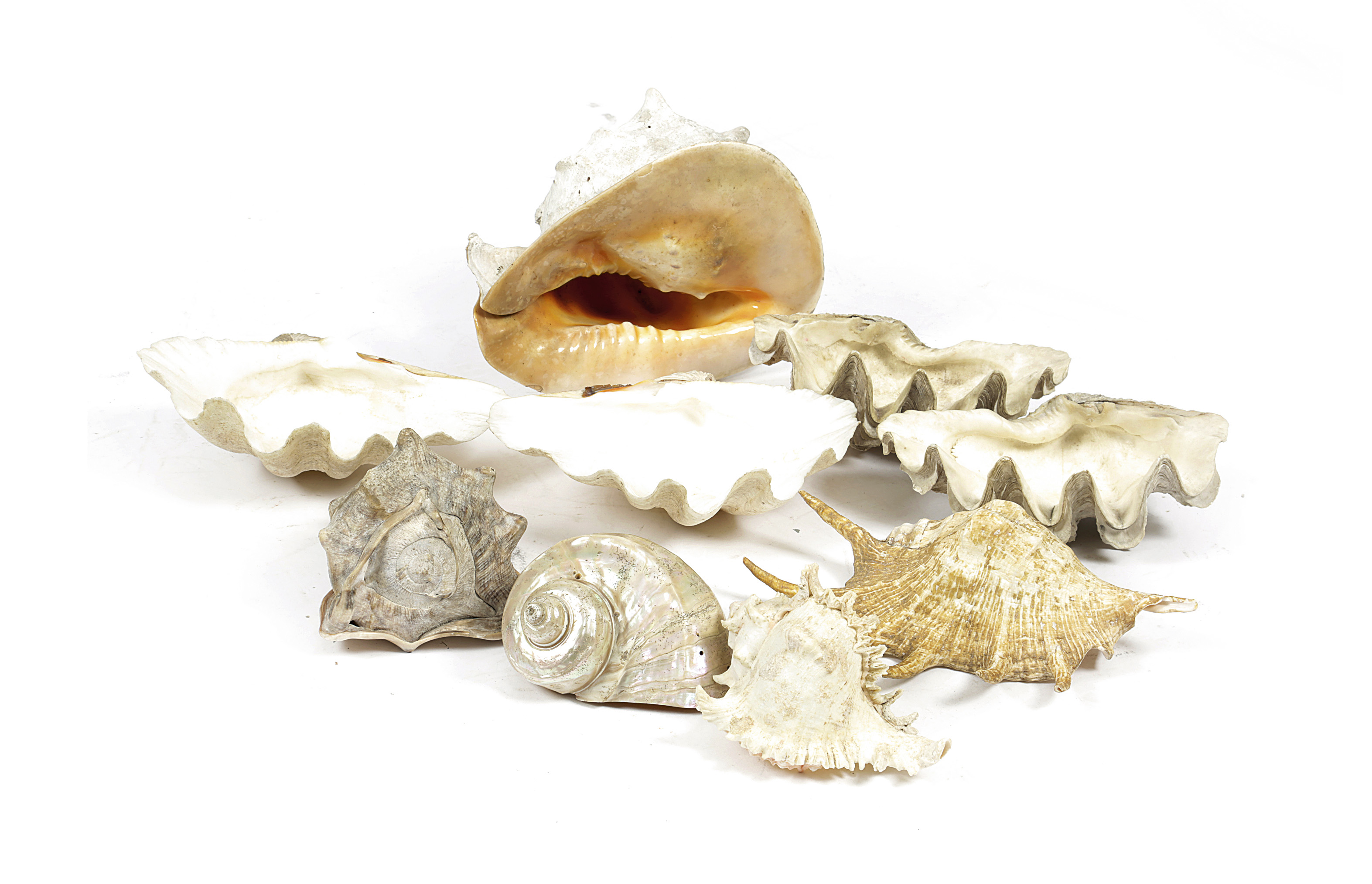 A COLLECTION OF LARGE SEASHELLS including: clam, conch and spider conch (9) 31cm (max)