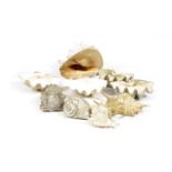A COLLECTION OF LARGE SEASHELLS including: clam, conch and spider conch (9) 31cm (max)