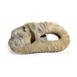 AN UNCURLED HETEROMORPH AMMONITE ANCYLOCERAS LOWER CRETACEOUS 52cm long