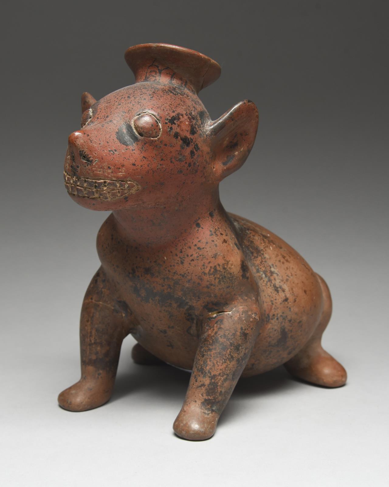 A Colima dog vessel West Mexico, circa 100 BC - 200 AD terracotta, modelled sitting with a curled